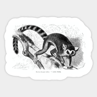 Lemur catta by Gustav Ludwig Heinrich Mützel Sticker